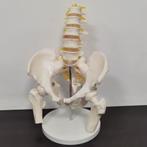 Lendenwervels En Bekken Menselijk Anatomie Model / School, Diversen, Verzenden, Nieuw