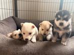 Pomsky Pups te Koop – 4 Gezonde, Liefdevol Opgevoede Pups, 8 tot 15 weken, Meerdere, Meerdere dieren, Nederland
