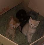 Super mooi kittens te koop, Dieren en Toebehoren, Katten en Kittens | Raskatten | Korthaar, Ontwormd, 0 tot 2 jaar