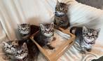 🐾 Prachtige Britse Korthaar kittens 🐾 💞, Meerdere dieren, Gechipt, 0 tot 2 jaar
