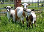 Gezocht twee jonge geitjes, Dieren en Toebehoren, Schapen, Geiten en Varkens, Vrouwelijk, 0 tot 2 jaar, Geit