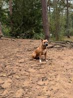 Gouden mandje gezocht, 6 jaar of ouder, Rabiës (hondsdolheid), Reu, Eén hond