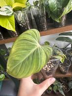 Philodendron Gloriosum 1, Huis en Inrichting, Overige soorten, Minder dan 100 cm, Ophalen of Verzenden, Halfschaduw