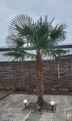 Super gezonde Grote winterharde Palm, Tuin en Terras, Planten | Bomen, Volle zon, 250 tot 400 cm, Ophalen, Palmboom