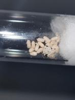 Lasius Niger met broed en evt werksters, Dieren en Toebehoren, Insecten en Spinnen, Mieren
