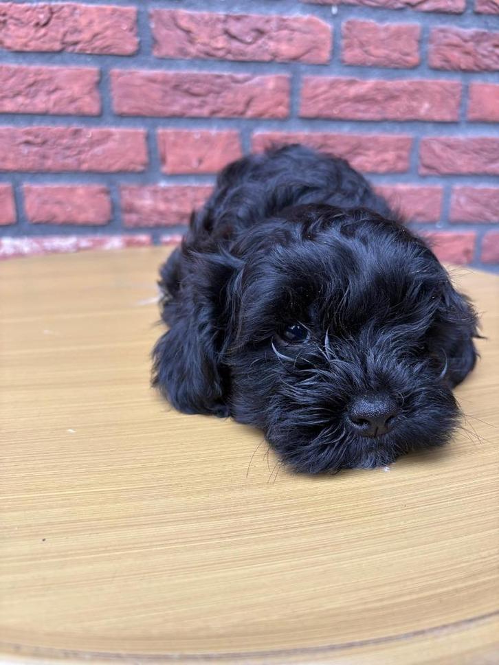 Shipoo pup reutje, Dieren en Toebehoren, Honden | Chihuahua's en Gezelschapshonden, Reu, Overige rassen, Fokker | Hobbymatig, Eén hond