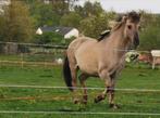 Pony recreatie Konik kruising, Merrie, B, Recreatiepony, D pony (1.37m tot 1.48m)