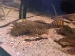 Ancistrus borstelneus algeneter man, Dieren en Toebehoren, Vis
