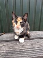 Kitten nog opzoek naar een goed huisje!, Meerdere dieren, Kortharig, 0 tot 2 jaar