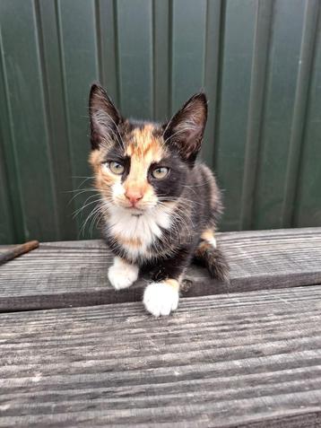 Kitten nog opzoek naar een goed huisje! beschikbaar voor biedingen