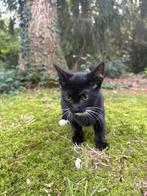 Kittens gratis aftehalen., Dieren en Toebehoren, Poes