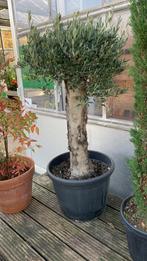 Prachtige Olijfboom Pata Copa Libre, Tuin en Terras, Lente, 100 tot 250 cm, Olijfboom, Ophalen