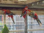 te koop 2 koppels rode rossellas, Meerdere dieren, Papegaai, Geringd