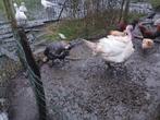 Breedborst kalkoenen, Dieren en Toebehoren, Pluimvee, Meerdere dieren, Kalkoen