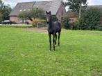 Mooi groot hengstveulen, Gechipt, Niet van toepassing, Dressuurpaard, 0 tot 2 jaar