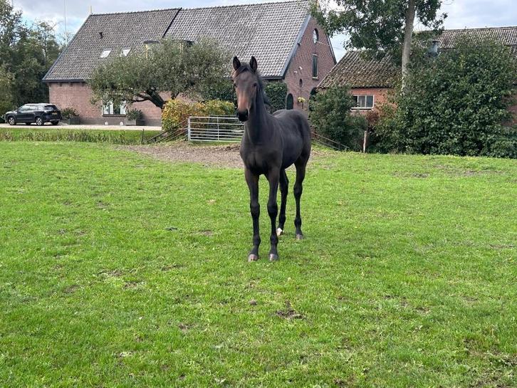 Mooi groot hengstveulen, Dieren en Toebehoren, Paarden, Hengst, Niet van toepassing, 165 tot 170 cm, 0 tot 2 jaar, Dressuurpaard