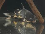Harlequin Lancer Catfish / meerval, Dieren en Toebehoren, Vissen | Aquariumvissen, Vis