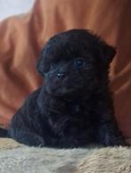 Leuke chipoo pups, 8 tot 15 weken, CDV (hondenziekte), Meerdere, Meerdere dieren