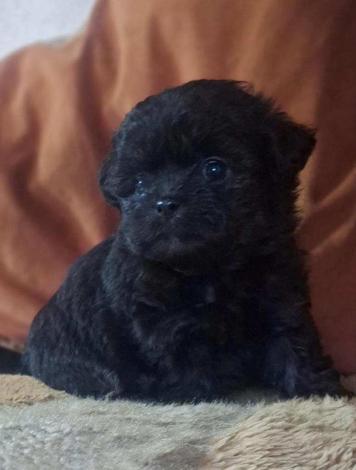 Leuke chipoo pups, Dieren en Toebehoren, Honden | Chihuahua's en Gezelschapshonden, Meerdere dieren, Chihuahua, Particulier, Meerdere