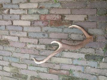 Hertengewei  beschikbaar voor biedingen