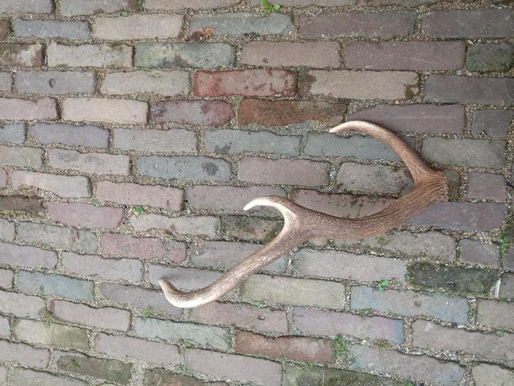 Hertengewei, Verzamelen, Dierenverzamelingen, Zo goed als nieuw, Gewei of Kop, Hert, Ophalen