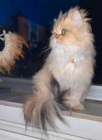Kruising perzische kittens, Poes, 0 tot 2 jaar