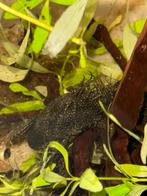 borstelneuspleco (Ancistrus sp./algeneter) Te koop (4 stuks), Dieren en Toebehoren, Vissen | Aquariumvissen, Vis