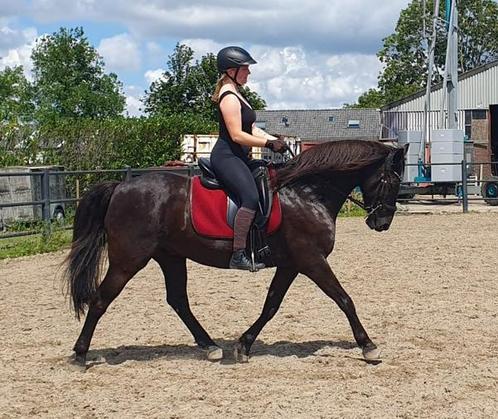 Bijrijder, leaser gezocht., Dieren en Toebehoren, Paarden en Pony's | Overige Paardenspullen, Dressuur, Ophalen