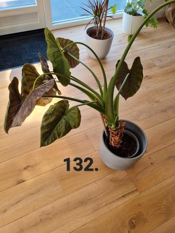 Grote alocasia wentii planten beschikbaar voor biedingen