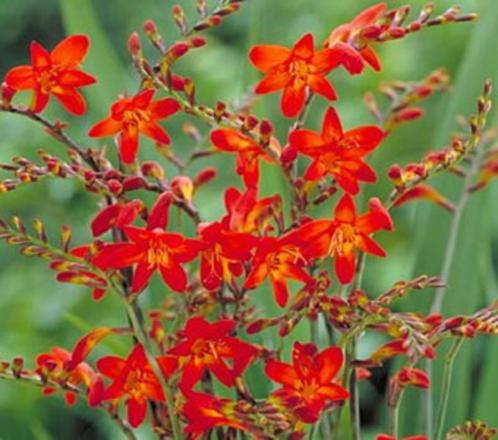 vaste of kuipplanten: zie advertentietekst, Tuin en Terras, Planten | Tuinplanten, Zomer, Ophalen