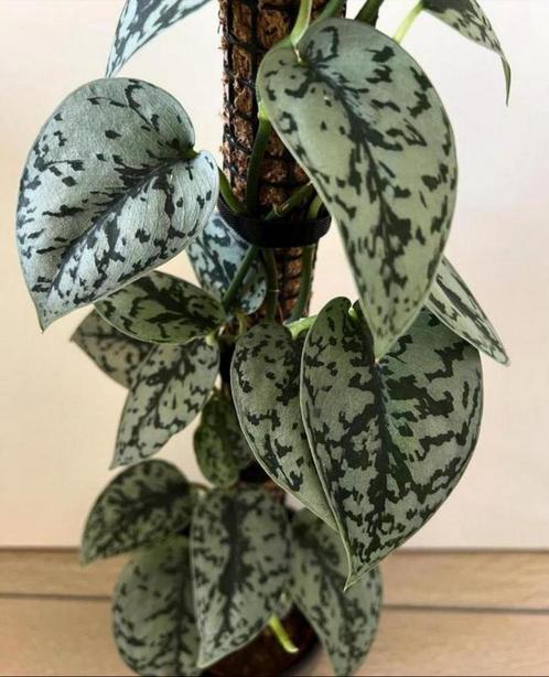 Scindapsus Silver lady, Huis en Inrichting, Kamerplanten, Overige soorten, Minder dan 100 cm, Ophalen of Verzenden