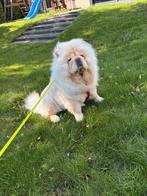 Lieve Chow Chow te koop – teefje van 1 jaar oud! ️, Dieren en Toebehoren, Rabiës (hondsdolheid), 1 tot 2 jaar, Teef, Poolhond