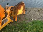 Geitenbok, Dieren en Toebehoren, Schapen, Geiten en Varkens, Mannelijk, Geit, 0 tot 2 jaar