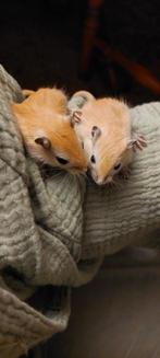 Gerbil jongen., Dieren en Toebehoren, Knaagdieren, Meerdere dieren, Overige typen, Tam