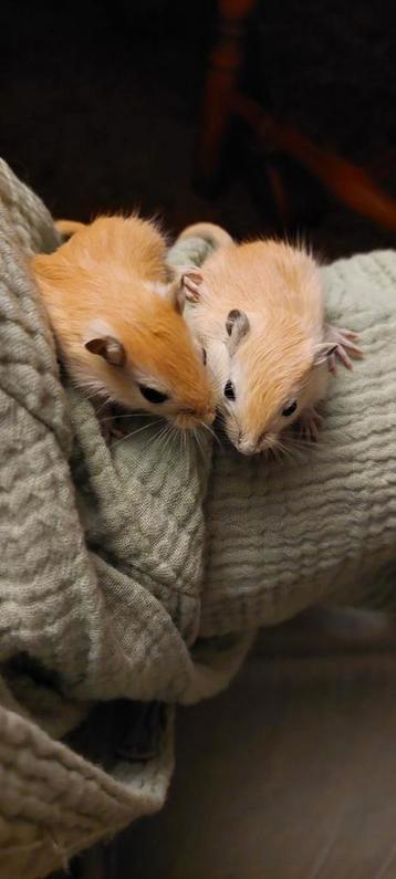 Gerbil jongen. beschikbaar voor biedingen