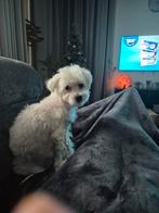 Maltezer reu, Maltezer, 15 weken tot 1 jaar, Reu, CDV (hondenziekte)