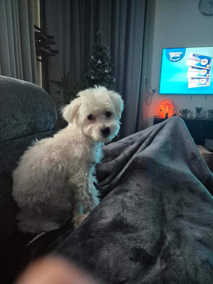 Maltezer reu, Dieren en Toebehoren, Honden | Chihuahua's en Gezelschapshonden, Reu, Maltezer, Particulier, Eén hond, Nederland