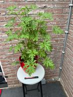 Citroen geranium., Huis en Inrichting, Kamerplanten, Ophalen, Halfschaduw, Minder dan 100 cm