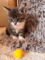 4 Halve Maine Coon kittens, allen gereserveerd, Dieren en Toebehoren, Katten en Kittens | Raskatten | Langhaar, Meerdere dieren