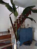 Grote bananenplant, Ophalen, Halfschaduw, 200 cm of meer