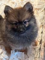 Prachtige pups Pomeriaan  x Keeshondje, Nederland, Overige rassen, CDV (hondenziekte), 8 tot 15 weken