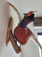 Opgezette Fazant in vogelvlucht, Ophalen, Zo goed als nieuw, Opgezet dier