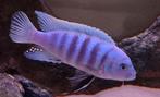 Jonge Malawi Zebracichliden (7 weken oud), Dieren en Toebehoren, Vissen | Aquaria en Toebehoren, Ophalen of Verzenden, Nieuw