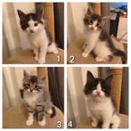 Maine Coon kruising kittens zoeken een gouden mandje, Dieren en Toebehoren, Meerdere dieren, Gechipt, 0 tot 2 jaar