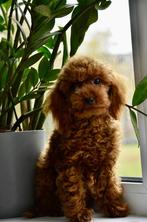 Toy poodle, Dieren en Toebehoren, Honden | Chihuahua's en Gezelschapshonden, Poedel, 15 weken tot 1 jaar, Reu, Meerdere