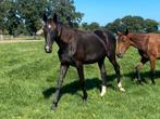 🩷🩷Jaarling dressuur merries🩷🩷, Dieren en Toebehoren, Merrie, Dressuurpaard, 0 tot 2 jaar, 170 tot 175 cm