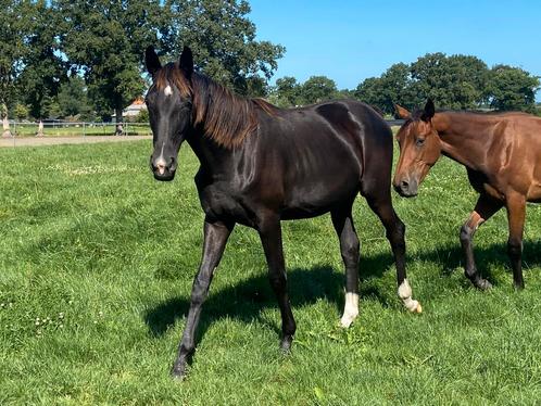 🩷🩷Jaarling dressuur merries🩷🩷, Dieren en Toebehoren, Paarden, Merrie, Onbeleerd, 170 tot 175 cm, 0 tot 2 jaar, Dressuurpaard