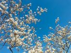 Amelanchier lamarckii/ krentenboom meerstammig, Tuin en Terras, Planten | Bomen, Ophalen, Overige soorten