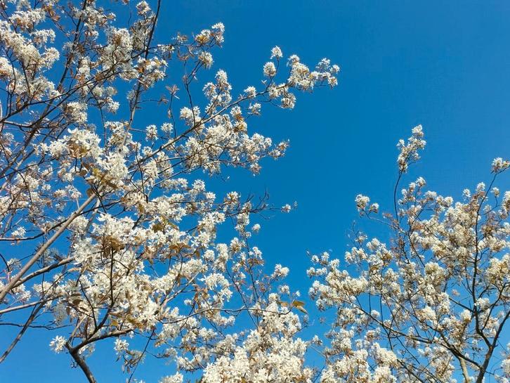Amelanchier lamarckii/ krentenboom meerstammig, Tuin en Terras, Planten | Bomen, Overige soorten, Ophalen