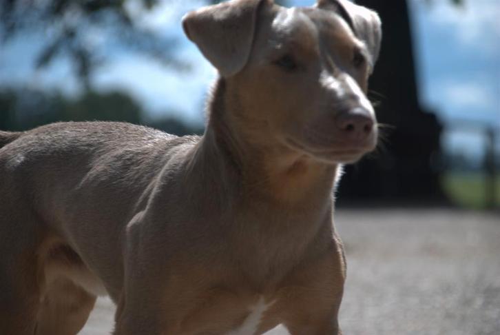 Ter dekking €200,00: Dek Reu Jack Russel Lavendel kleur, Dieren en Toebehoren, Honden | Jack Russells en Terriërs, Reu, Jack Russell Terriër